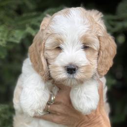 Orange collar girl - Apricot female Australian Labradoodle puppy in Fairfield, California from Twin Sisters Doodles