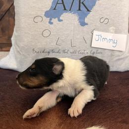 Collie Puppies from A/K Rough Collies