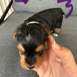 Girl 3 - Black and tan female Yorkshire Terrier puppy in Grove Hill, Alabama from Huntington Yorkies