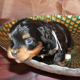 Beau - Red sable male Havanese puppy in Salt Lake City, Utah from Steal Your Heart Havanese