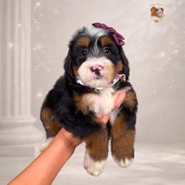 Soul - Tri-color female Bernedoodle puppy in Canton, Georgia from Teddy Puppies