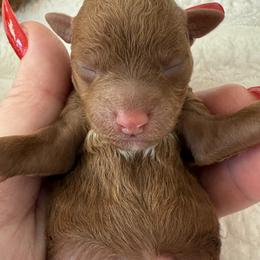 Cherry ( very tiny toy) - Red  female Poodle puppy in Fredericktown, Missouri from Doodle Pups Fur-Ever