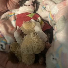 Boston Terrier Puppies from Christina's Boston Terriers