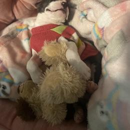 Boston Terrier Puppies from Christina's Boston Terriers