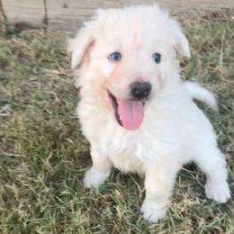 Wrangler - Yellow male Mudi puppy in Valley Mills, Texas from Graves Farm Mudi