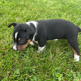 Libby - Black white and tan female Rat Terrier puppy in Canandaguia, New York from Mary ann Whipple's Old Dominion Terriers