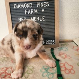 Teal - Red merle male Australian Shepherd puppy in Camp Verde, Arizona from Diamond Pines Farm