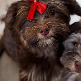 Havanese from Poképups