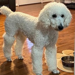 Poodles from Poodle Lovers