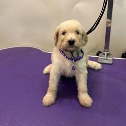 Danica Patrick - Cream female Goldendoodle puppy in Van Buren, Missouri from Jami’s Goldendoodles & Poodles