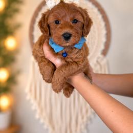Pink Lady - Red  female Goldendoodle puppy in Norcross, Georgia from Teddy Puppies