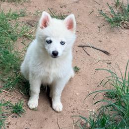 Skor's boy 2 - White male Pomsky puppy in Enid, Oklahoma from Mile Hi Pomskies