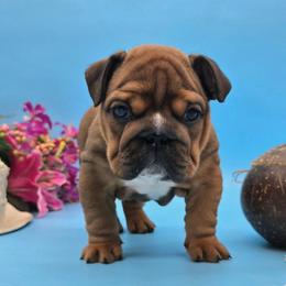 Mayhem - Red female Bulldog puppy in Wisconsin from Shameless Bulldogs LLC