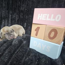Orange collar - Gray brindle female Cane Corso puppy in Fritch, Texas from Carrie Brown's Cane Corsos