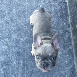 French Bulldog Puppies from Blue Lotus Frenchies