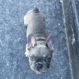 French Bulldog Puppies from Blue Lotus Frenchies