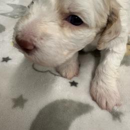 Renata Tebaldi Della Fino - White female Lagotto Romagnolo puppy in Santa Fe, New Mexico from Fino Lagotto