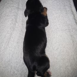 Beauty - Black and tan female Dachshund puppy in Oklahoma City, Oklahoma from Hamm Weenies  AKC (Dachshunds)