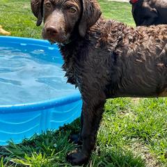 Chesapeake Bay Retriever Puppies from Yellow Town Chesapeake’s