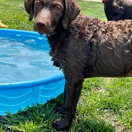 Chesapeake Bay Retriever Puppies from Yellow Town Chesapeake’s