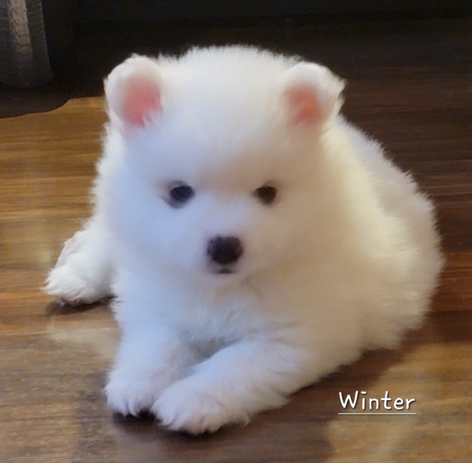 American Eskimo Dog Puppies from Our Eskies