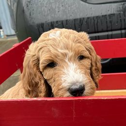 Goldendoodles from Dawnie’s Doodles