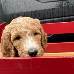 Goldendoodles from Dawnie’s Doodles