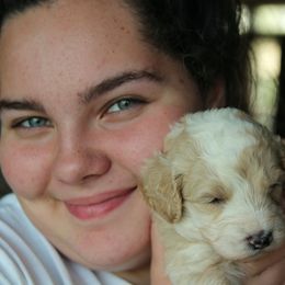 Bernedoodle Puppies from Northern NY Bernedoodles