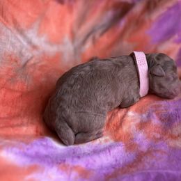 Girl 5 - Brown female Poodle puppy in Gladewater, Texas from Kalin’s K9s