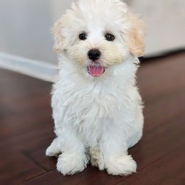 Teddy - Cream male Shichon puppy in Carmel, Indiana from S&S Pups