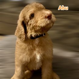 Abu (dk purple) - Red merle male Aussiedoodle puppy in Lakeland, Florida from Poodles Doodles Standard and Mini LLC