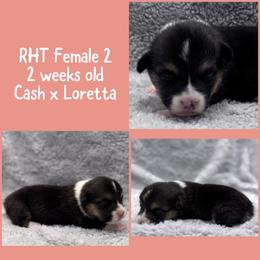 RHT Fem 2 - Black and tan female Pembroke Welsh Corgi puppy in Stephenville, Texas from Rising JM Pembrokes