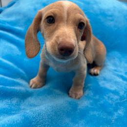 Joe - Cream male Dachshund puppy in Sarah, Mississippi from White's Mississippi Doxies