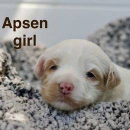 Aspen - Caramel ice female Australian Labradoodle puppy in Manchaca, Texas from Heartrock Labradoodles