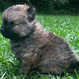 Ronaldo - Orange sable male Pomeranian puppy in Monroe, Georgia from Beastly Beauties Huskies & Pomskies