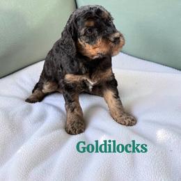 Goldilocks - Sable female Poodle puppy in Ellenburg Center, New York from Kristin's Puppies
