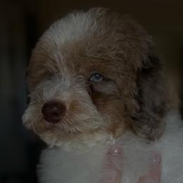 Shiloh - Parti male Poodle puppy in Tucson, Arizona from Adored Poodle & Doodles