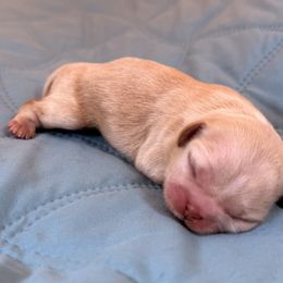 Boxer and Shih Tzu Puppies from L&L Euro Boxers and Small Town Shih Tzus