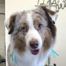 Miniature American Shepherds and Poodles from Breanna Morrison
