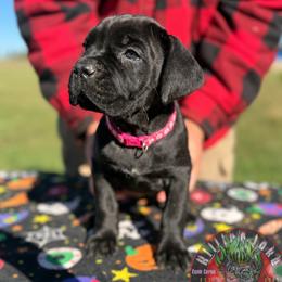 Aurelia (Pink Collar) - Black female Cane Corso puppy in Stilwell, Oklahoma from Killing Joke Kennels