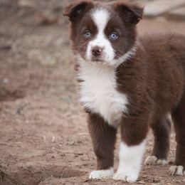 Australian Shepherd Puppies from Rockin Rafter L Aussies