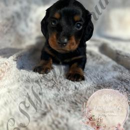 Dachshund Puppies from CSW Dachshunds