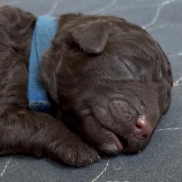 Bud - Chocolate male Labradoodle puppy in Stamford, Connecticut from Doodles of CT