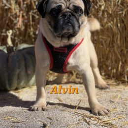 Alvin - Pug