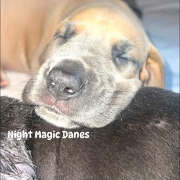 Blue fawn girl - Fawn female Great Dane puppy in Georgia from Night Magic Danes