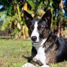 Ace - Border Collie