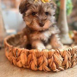 Mía - Liver female Miniature Schnauzer puppy in Orange City, Florida from Xaysha’s Miniature Schnauzers