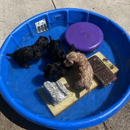 English Cocker Spaniel Puppies from Spring Run English Cocker Spaniels
