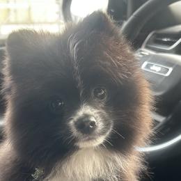 Pomeranians from Dream Pomeranians By Allison Horton