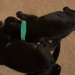 Green collar girl - Bi-color female German Shepherd puppy in Centralia, Illinois from Janices AKC German Sheperds LLC